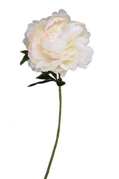 Peony - Individual floral stem