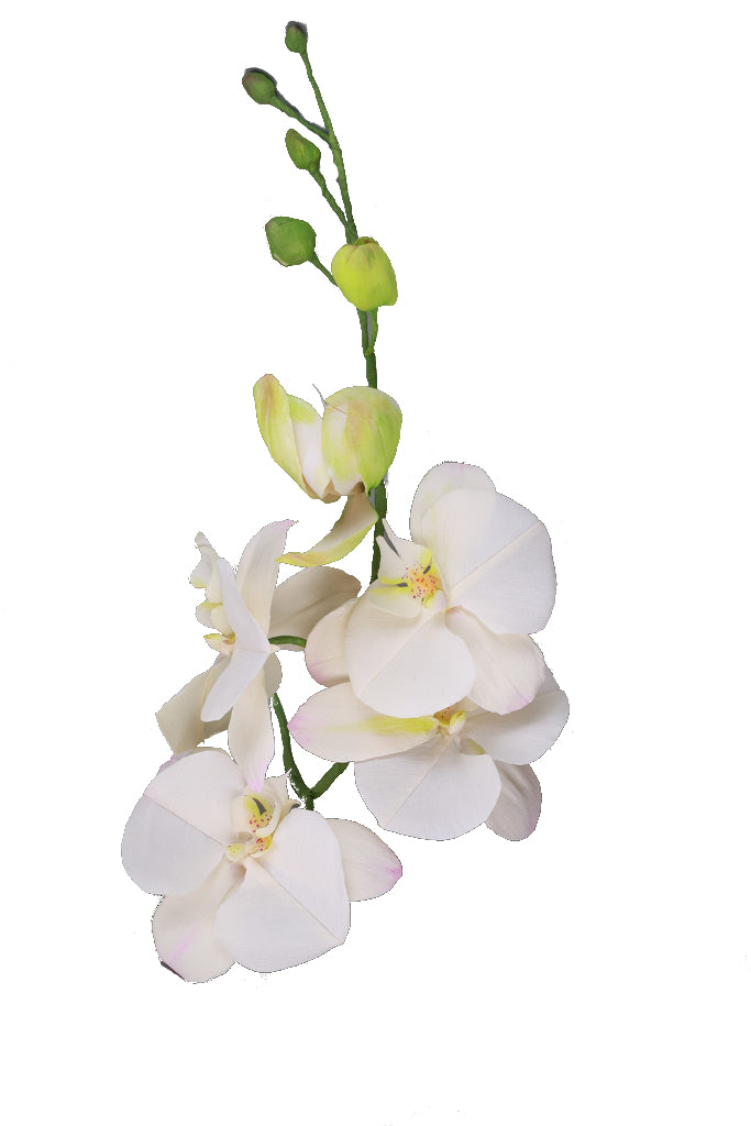 Freesia - Individual floral stem - Carte Fini